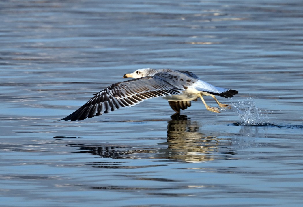 Pallas`s Gull