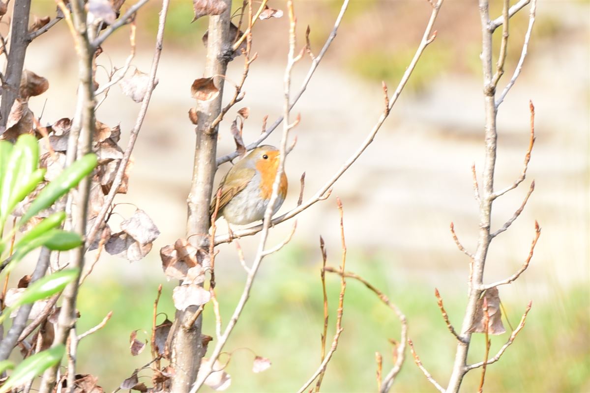 European Robin