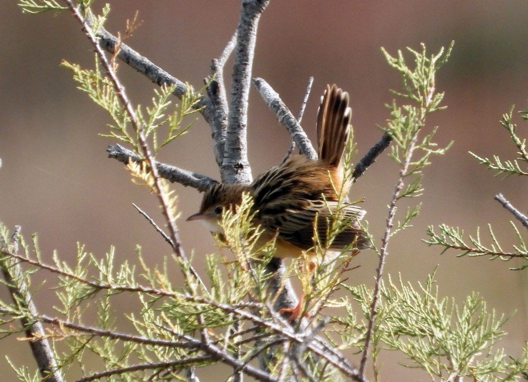 Zitting Cisticola