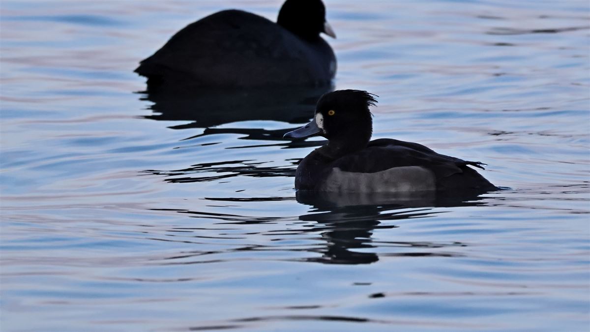 Tufted Duck