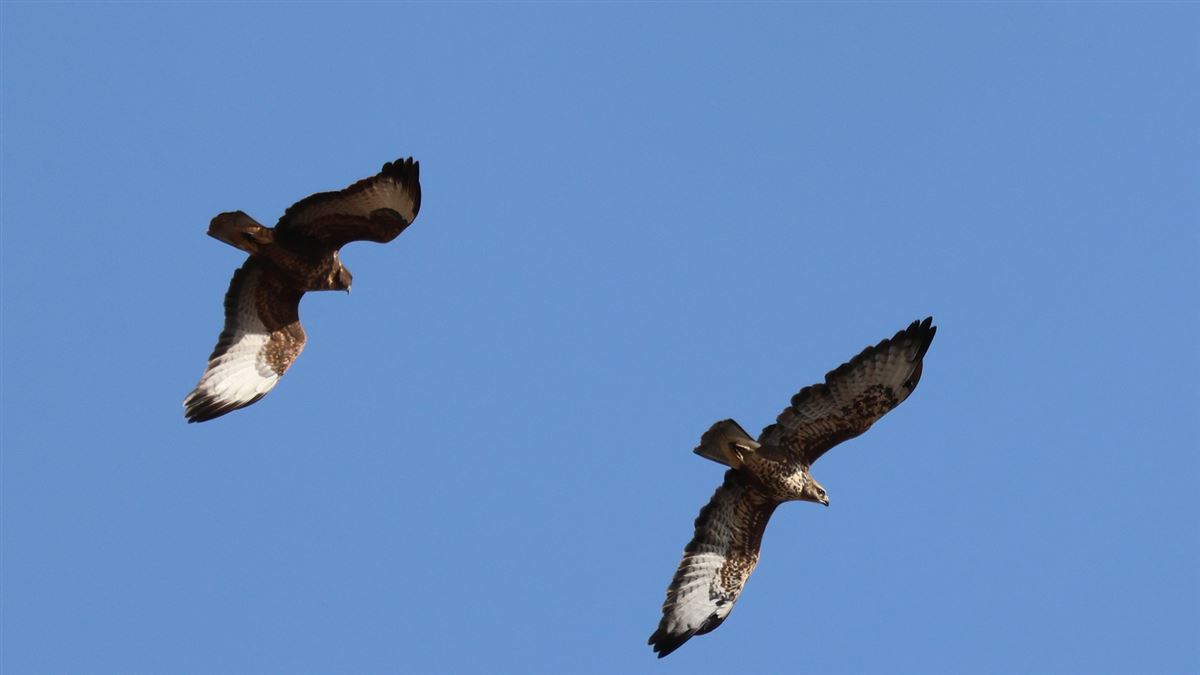 Common Buzzard