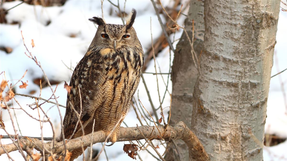 Eurasian Eagle-Owl
