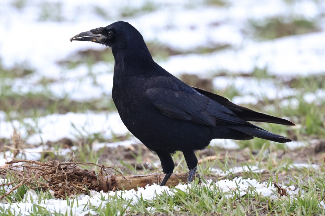 Rook