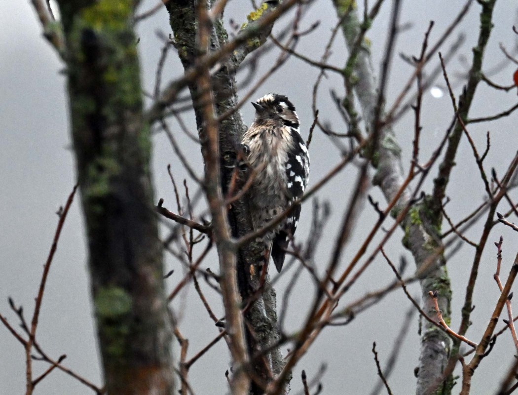 Lesser Spotted Woodpecker