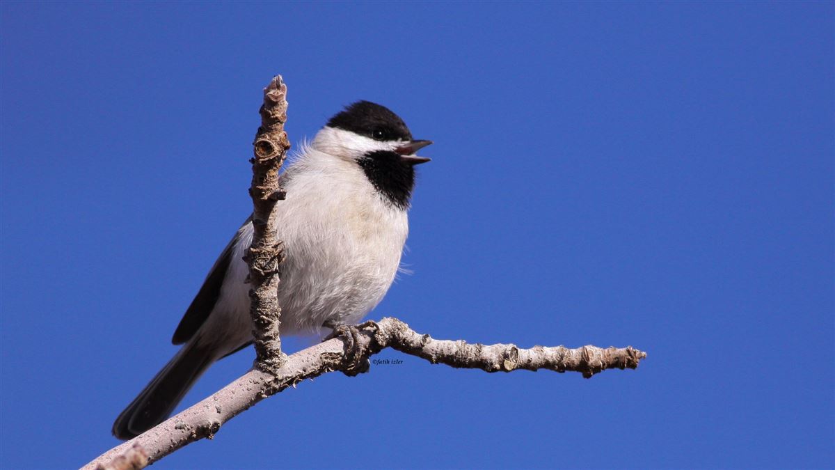 Sombre Tit