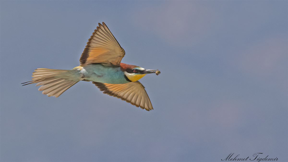 European Bee-eater