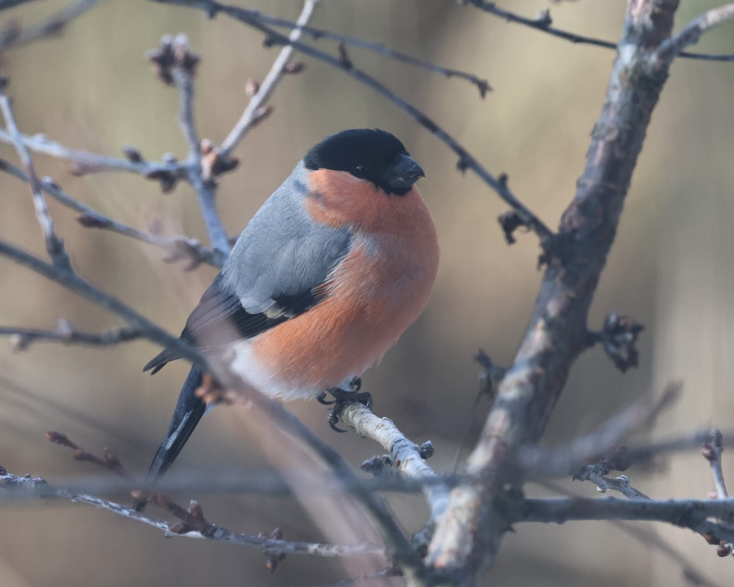 Eurasian Bullfinch