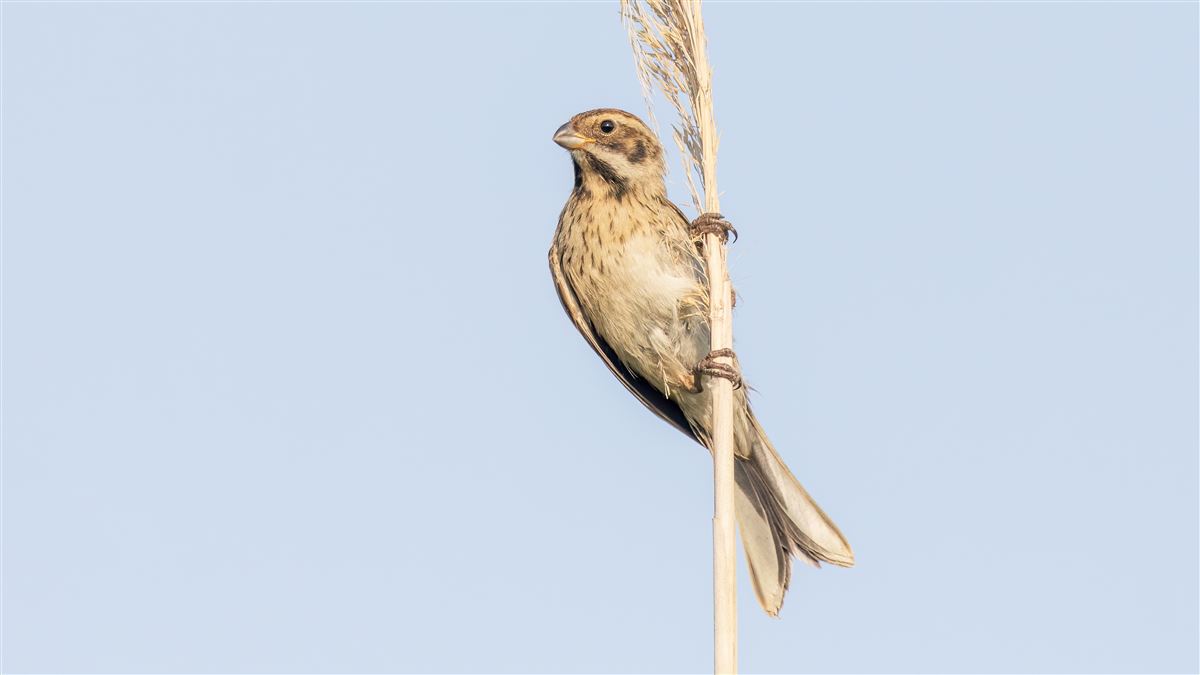 Common Reed Bunting