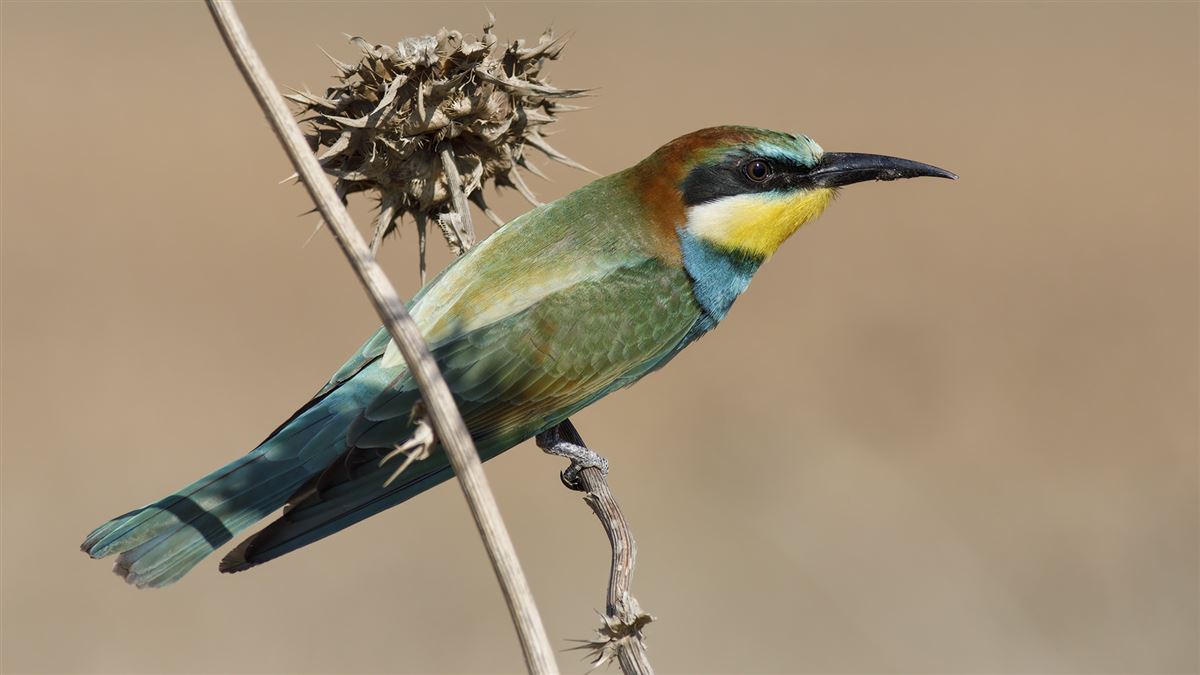 European Bee-eater
