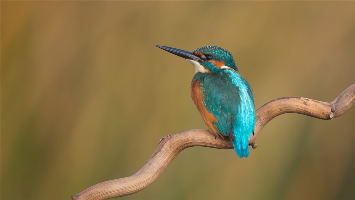Common Kingfisher