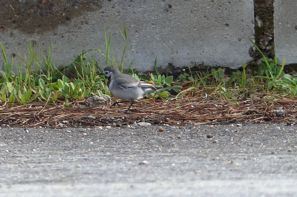 White Wagtail