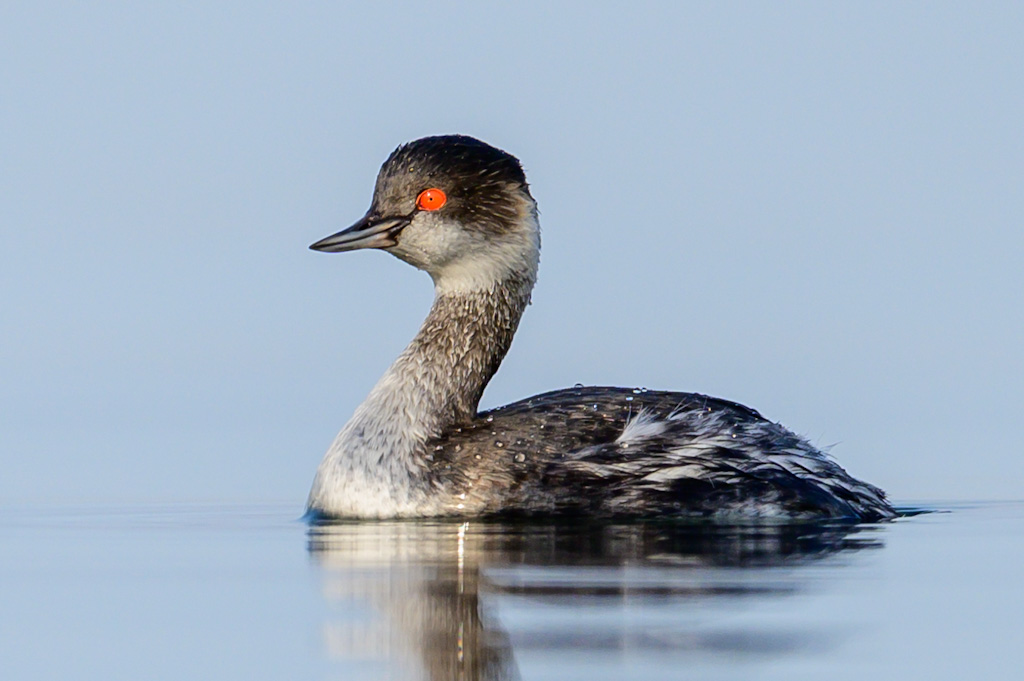 Black-necked Grebe