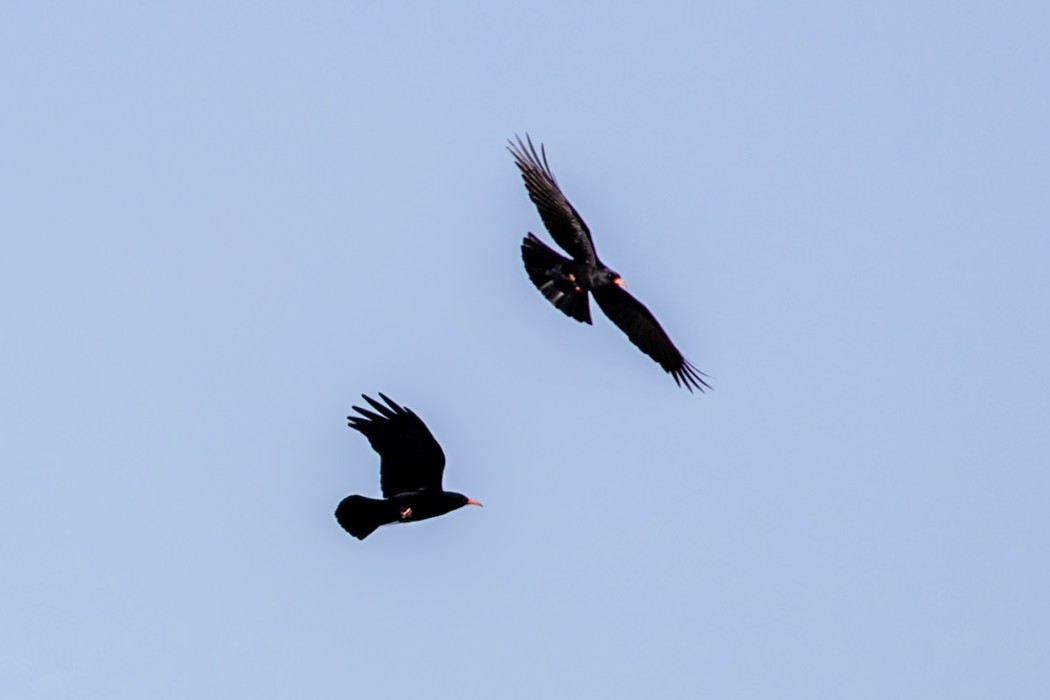 Red-billed Chough