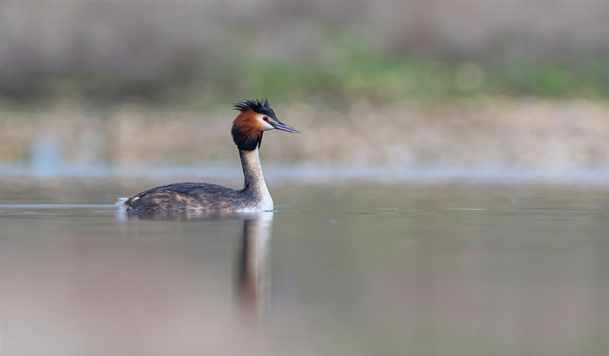 Great Crested Grebe