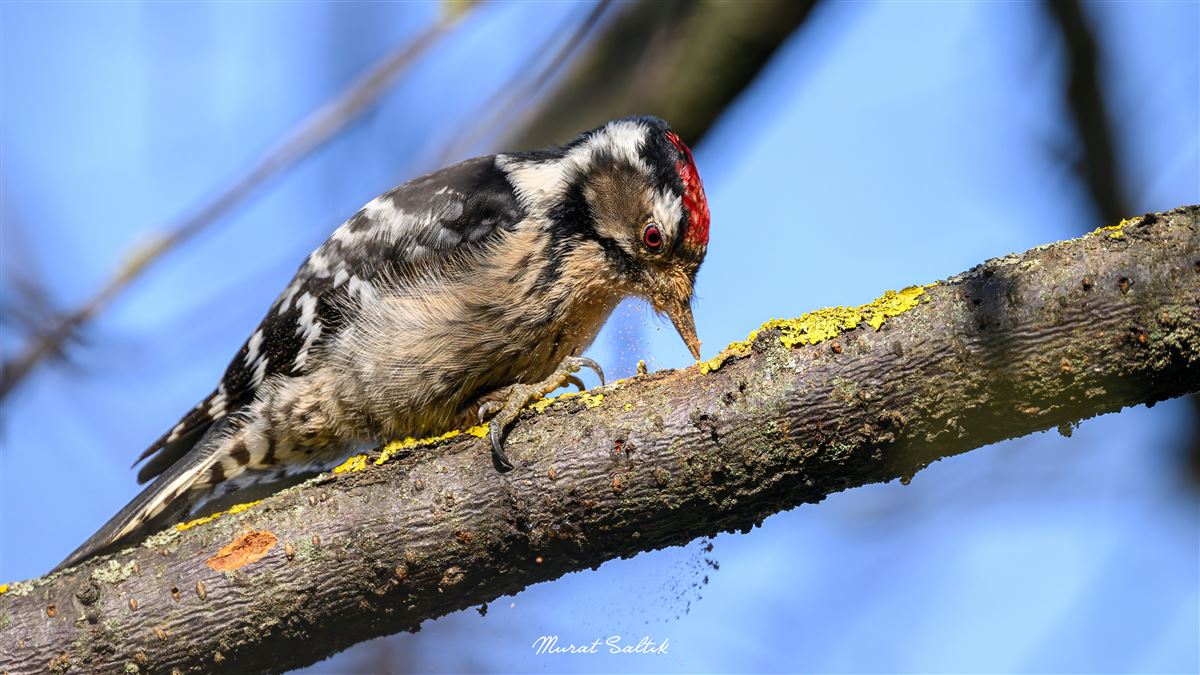 Lesser Spotted Woodpecker