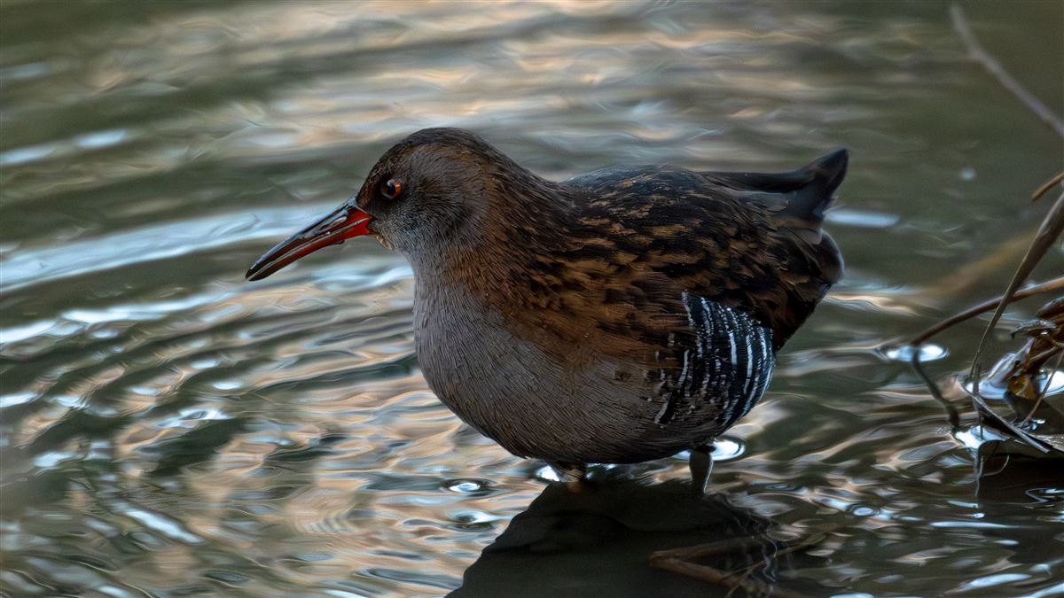 Water Rail