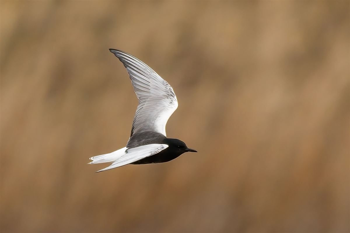 White-winged Tern