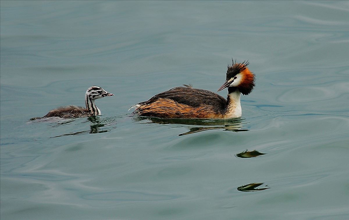 Great Crested Grebe