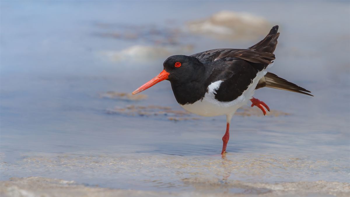 Eurasian Oystercatcher