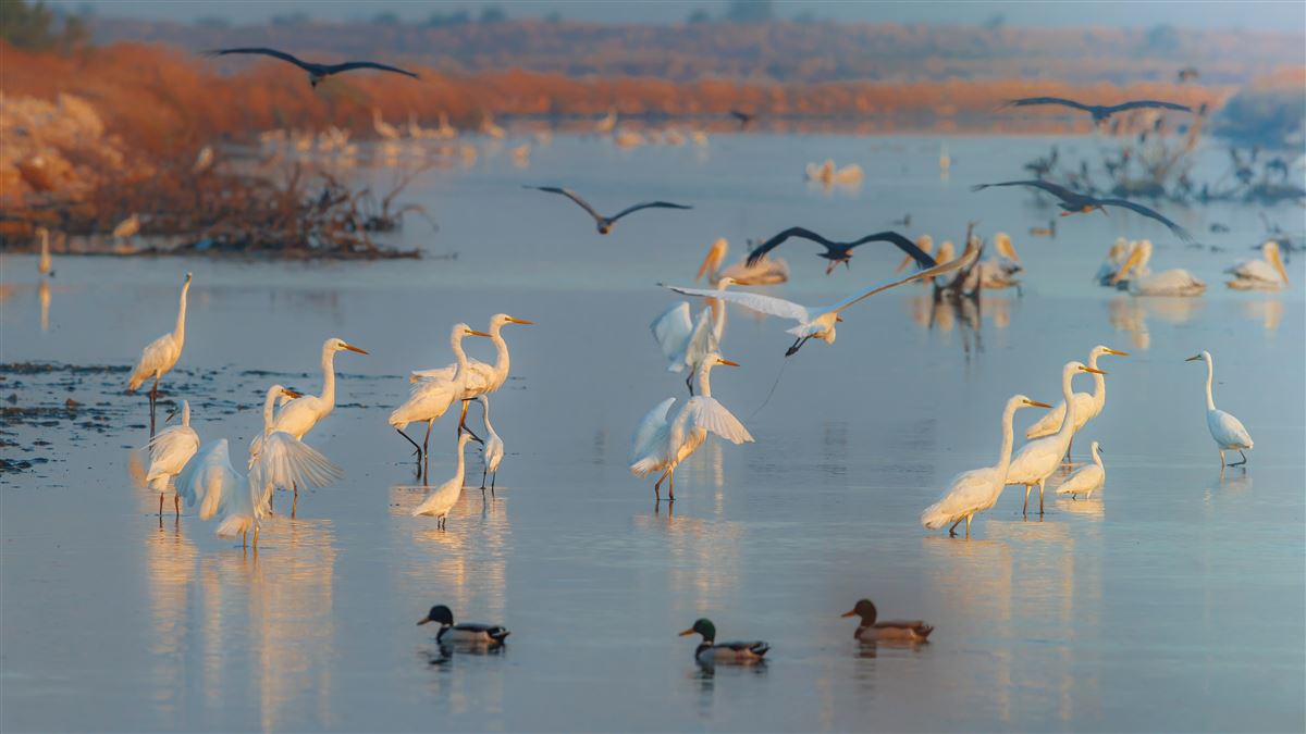 Great Egret