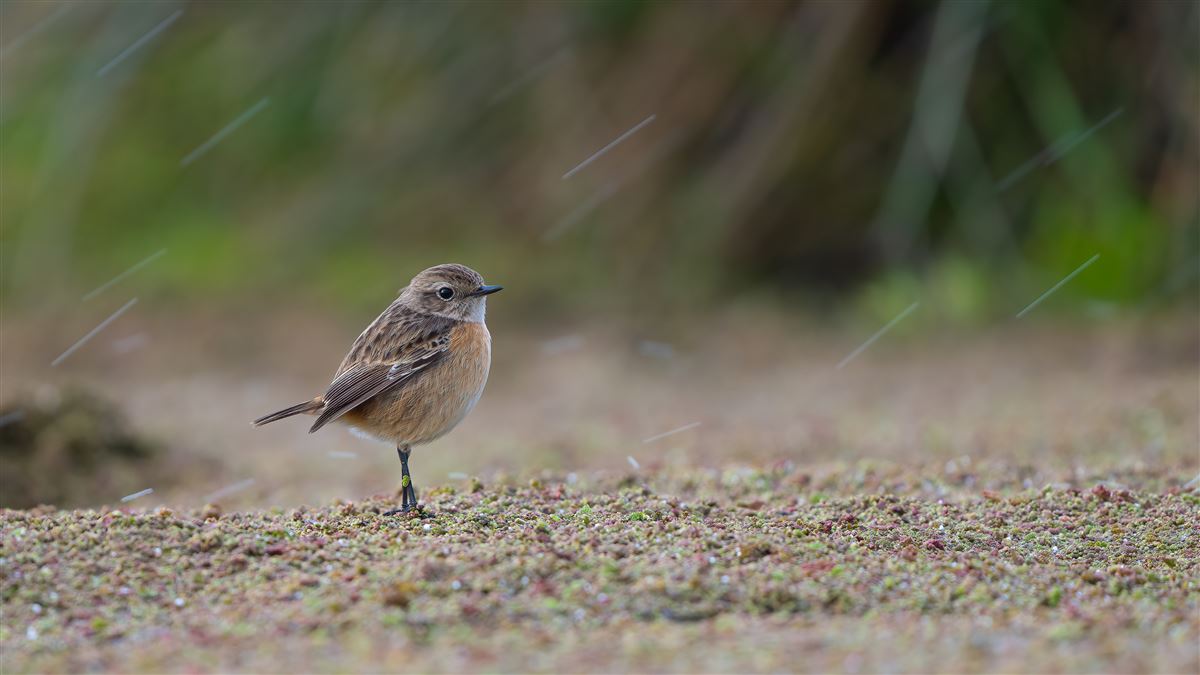 European Stonechat