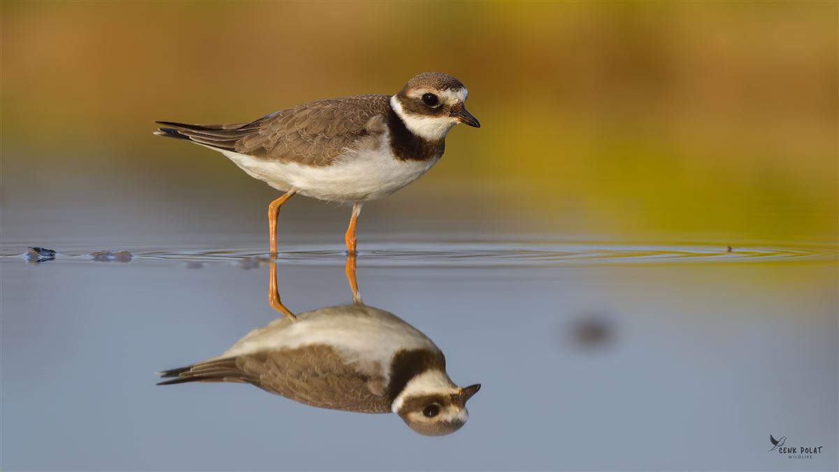 Common Ringed Plover
