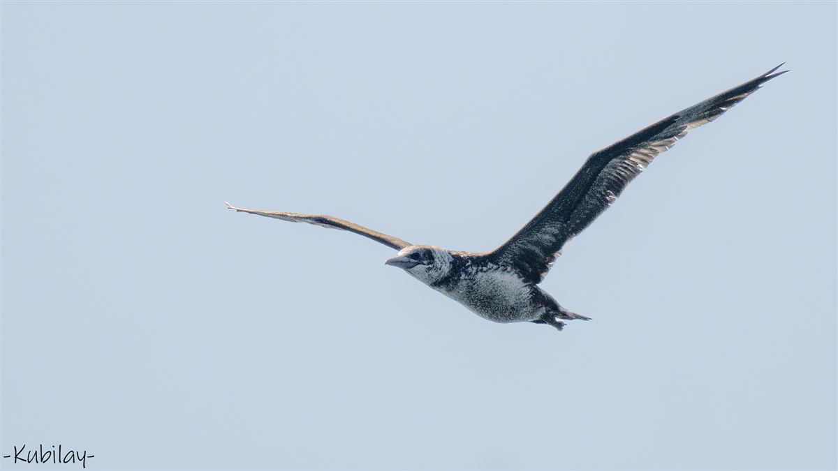 Northern Gannet
