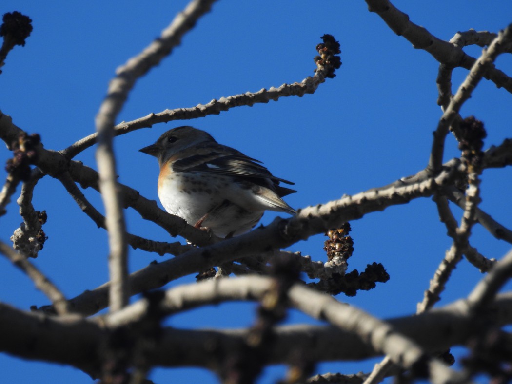 Brambling