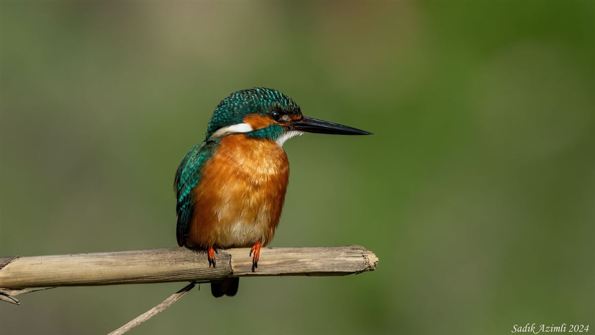 Common Kingfisher