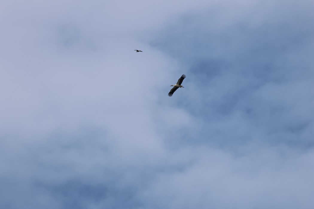 White Stork