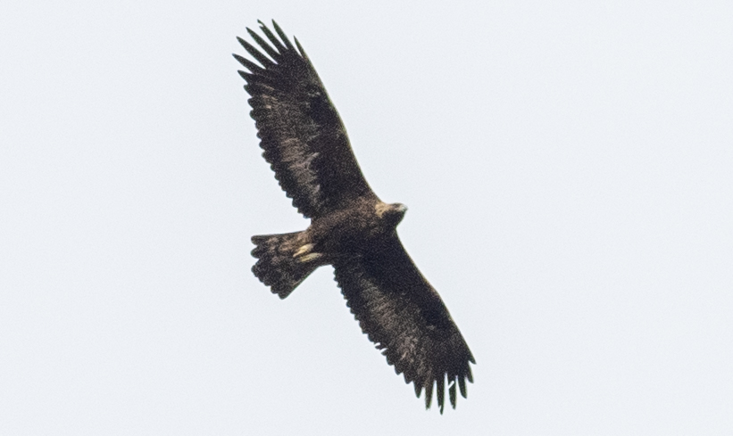 Golden Eagle