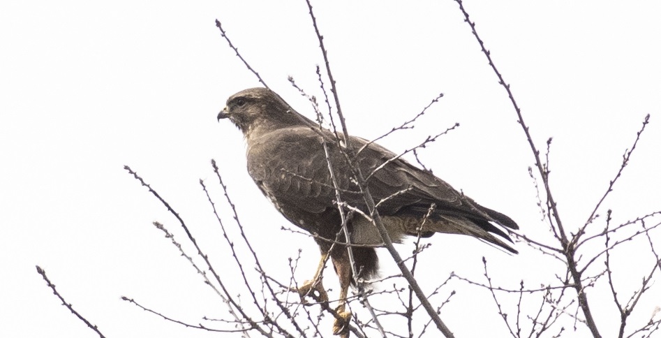 Common Buzzard