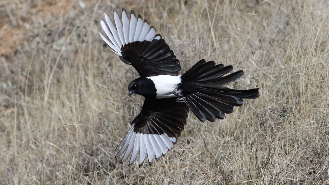 Eurasian Magpie