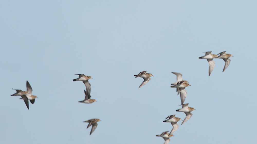 European Golden Plover