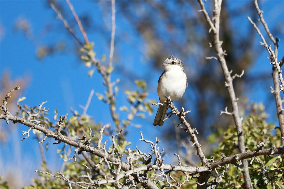 Masked Shrike