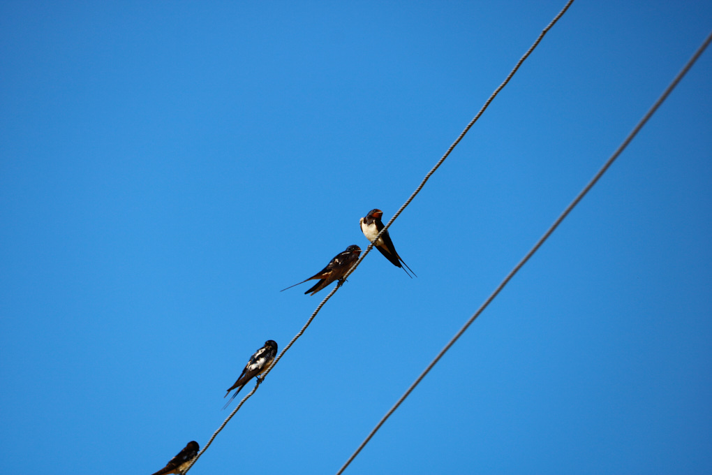 Barn Swallow