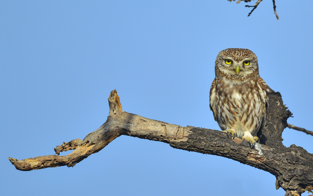 Little Owl