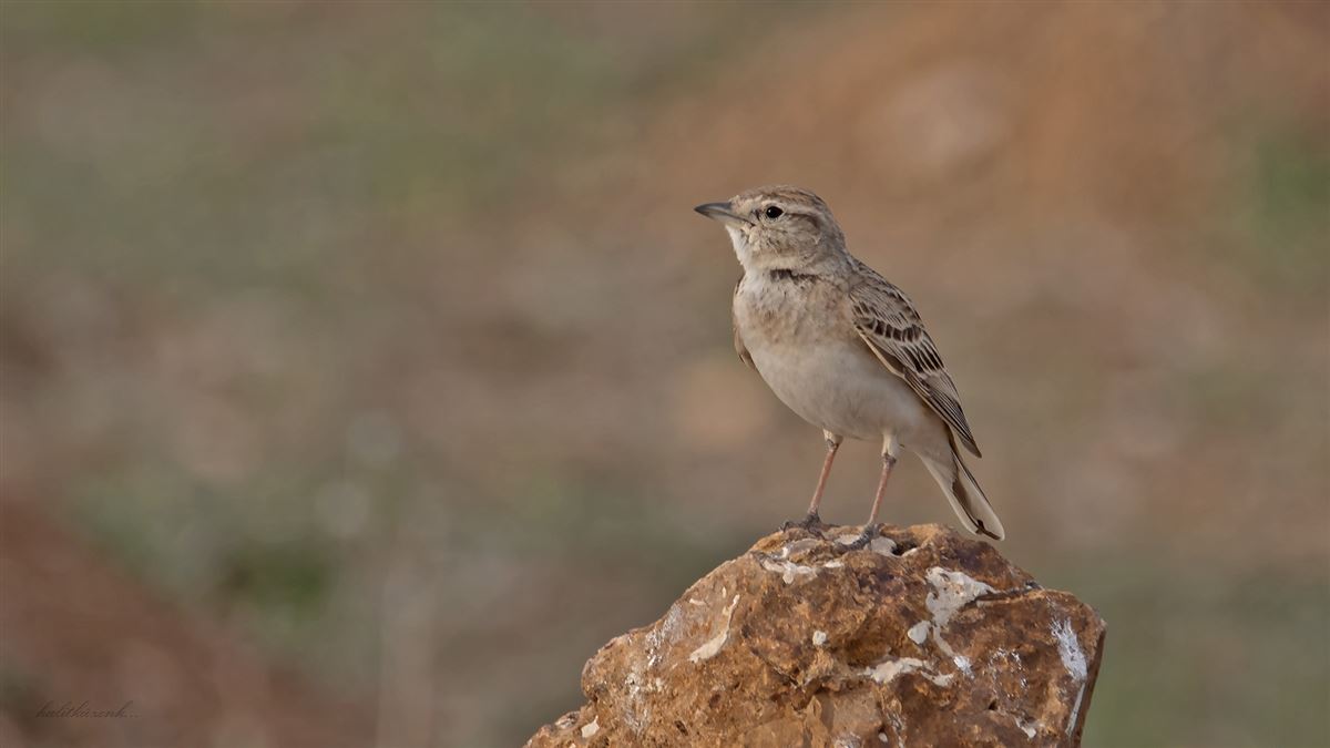Greater Short-toed Lark