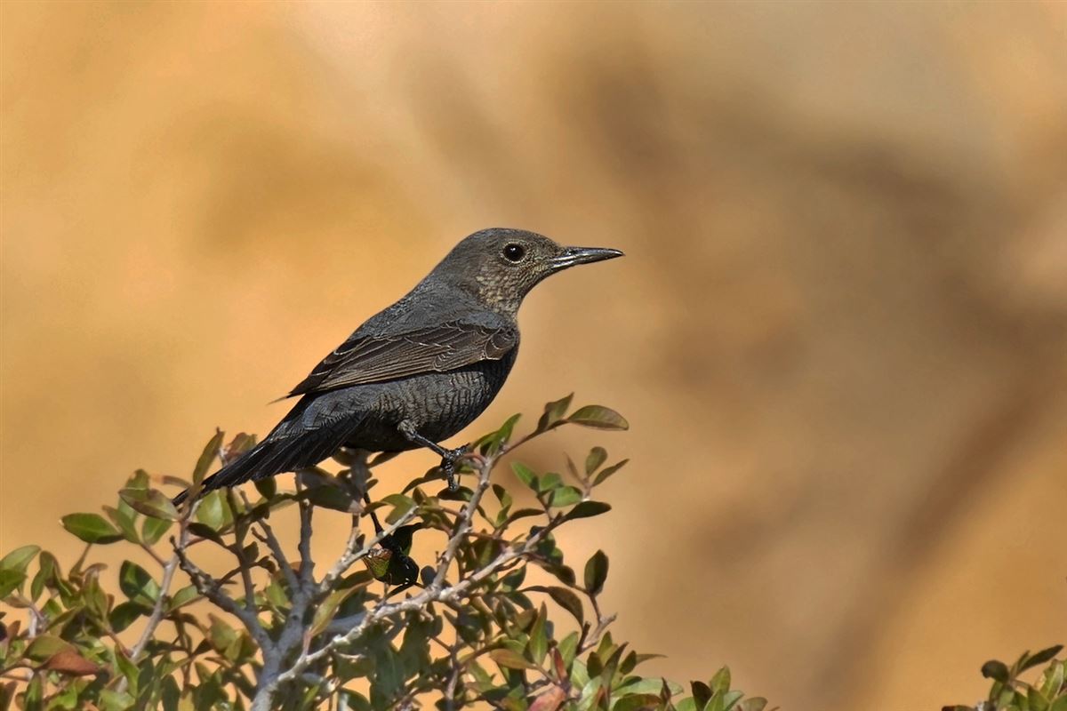 Blue Rock Thrush