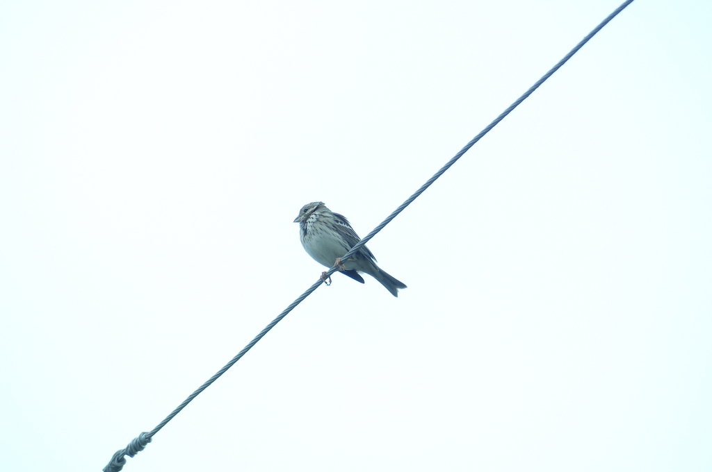 Corn Bunting