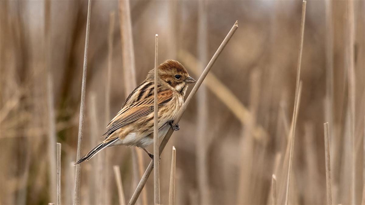 Common Reed Bunting