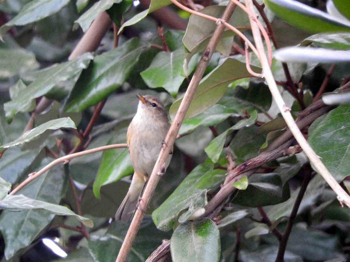 Common Chiffchaff