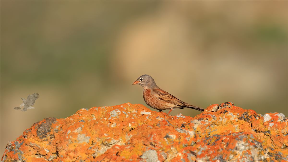 Grey-necked Bunting