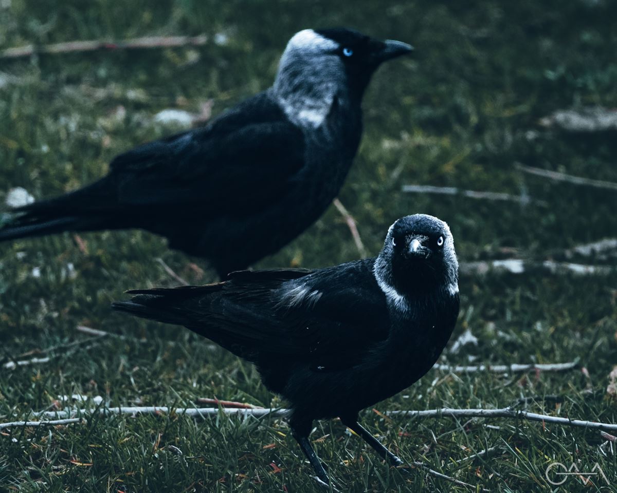 Western Jackdaw