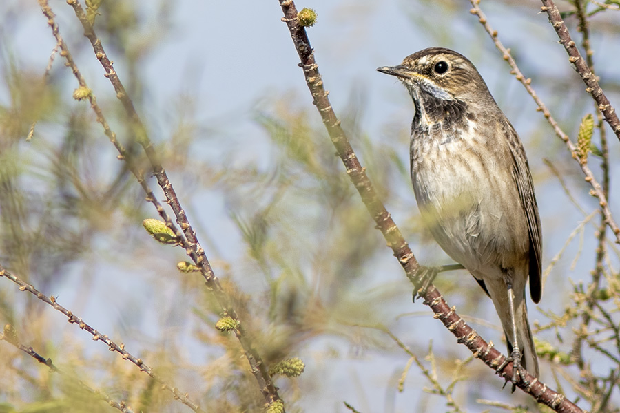 Bluethroat