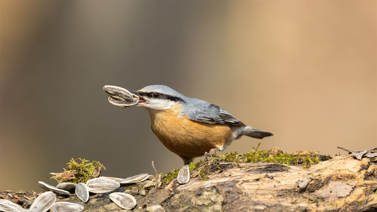 Eurasian Nuthatch