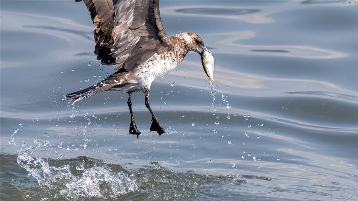 Parasitic Jaeger