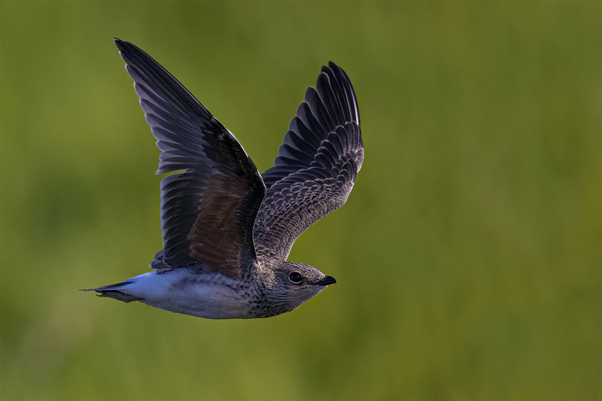 Collared Pratincole
