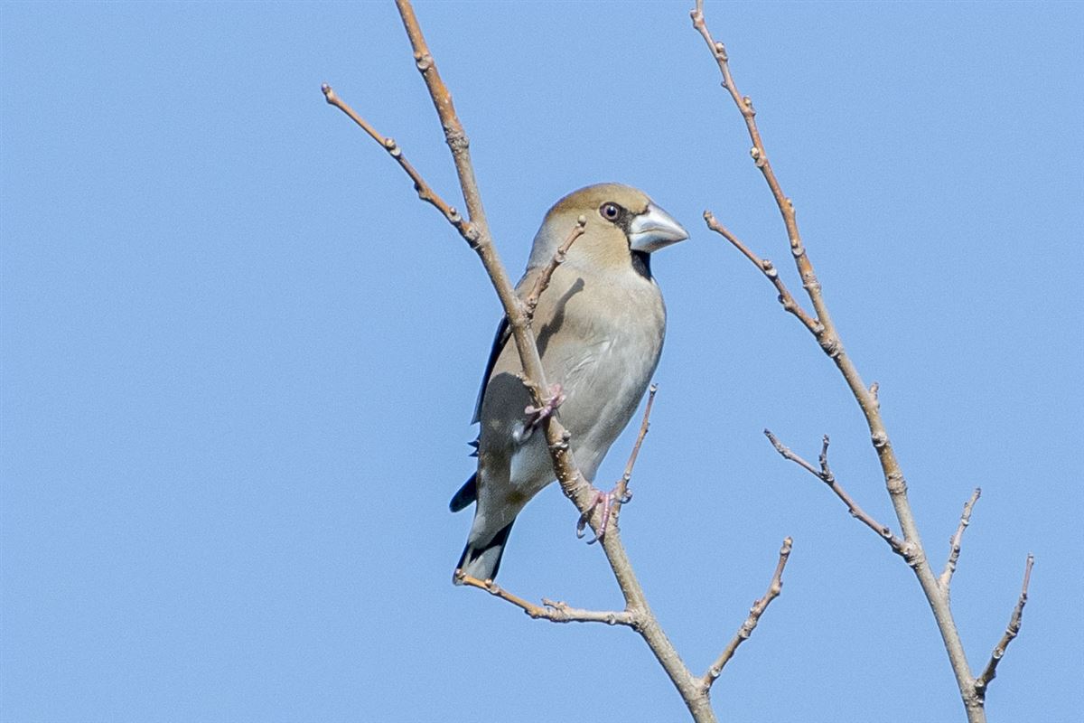 Hawfinch