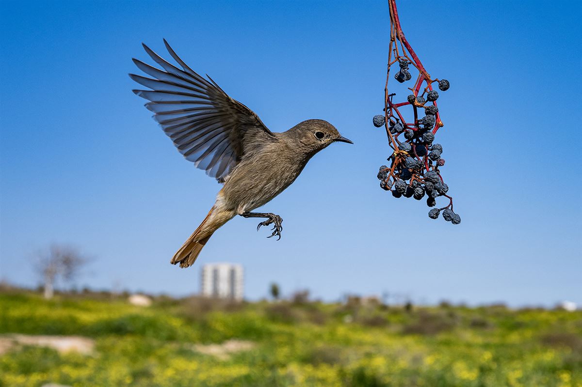 Black Redstart